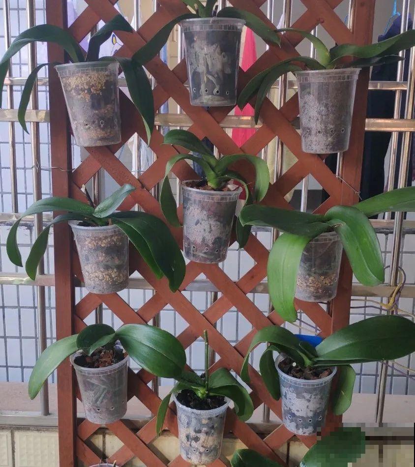 长寿花喷点它，很快复花，一茬接一茬的开！