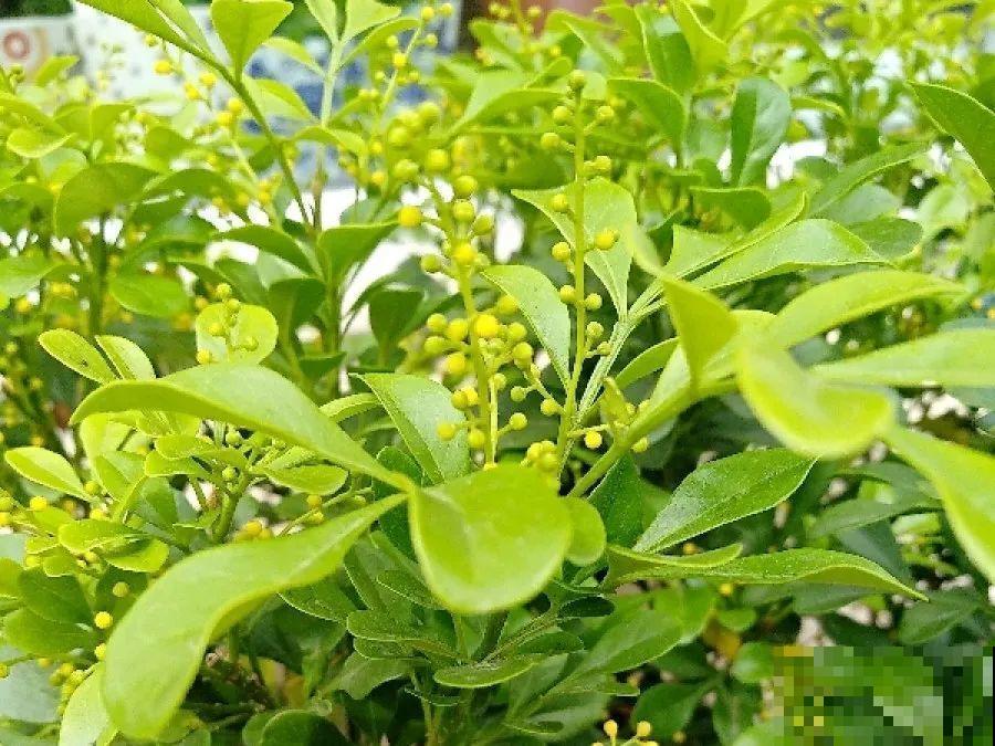米兰春天这么养，疯狂冒新叶，开花香又多！