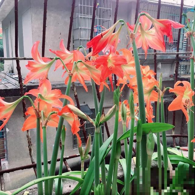 春天养花，别乱修剪，小心一年不开花