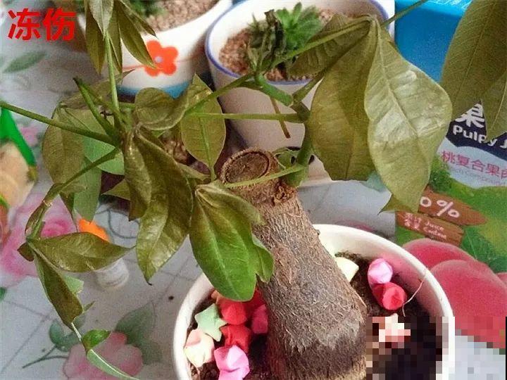 花变成这样，立马剪撒点粉，否则撑不过7天！
