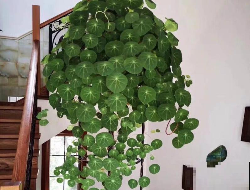 你家的绿叶植物长势如何？基础条件要扎牢，天一热就窜满盆！