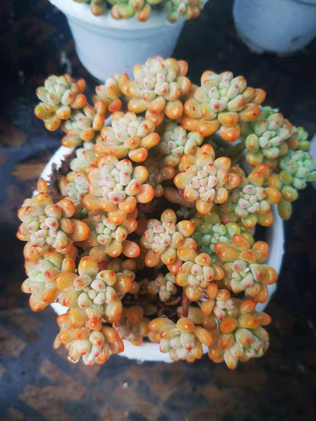 你家多肉长着长着变青菜？立马学会这几点，几周就能重新出状态！