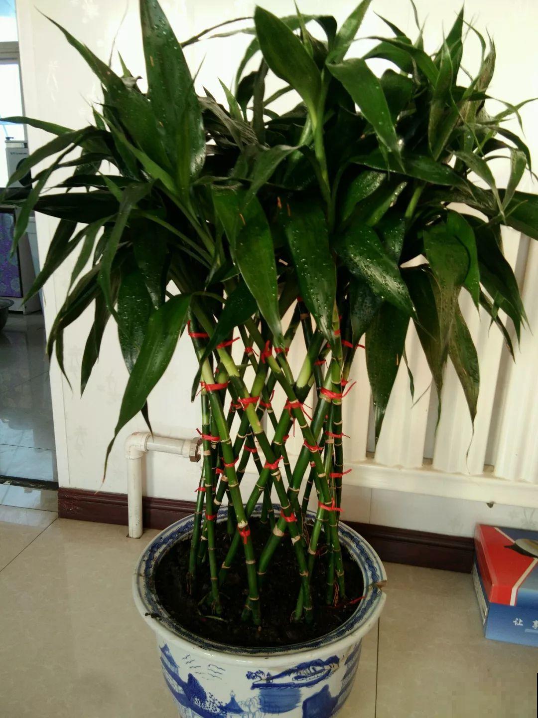 3棵茶花绑一绑，1年变成大老桩，懒人也能养成！