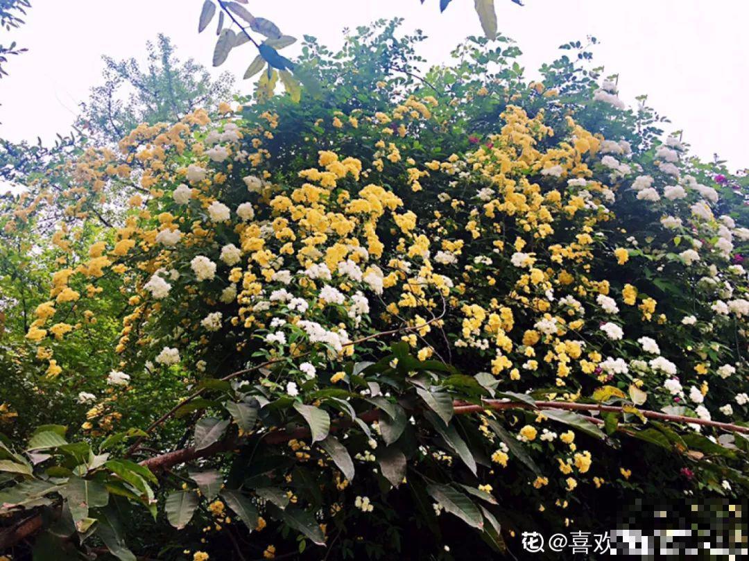 20种爬藤花，早春种一棵，能开满整个花架！