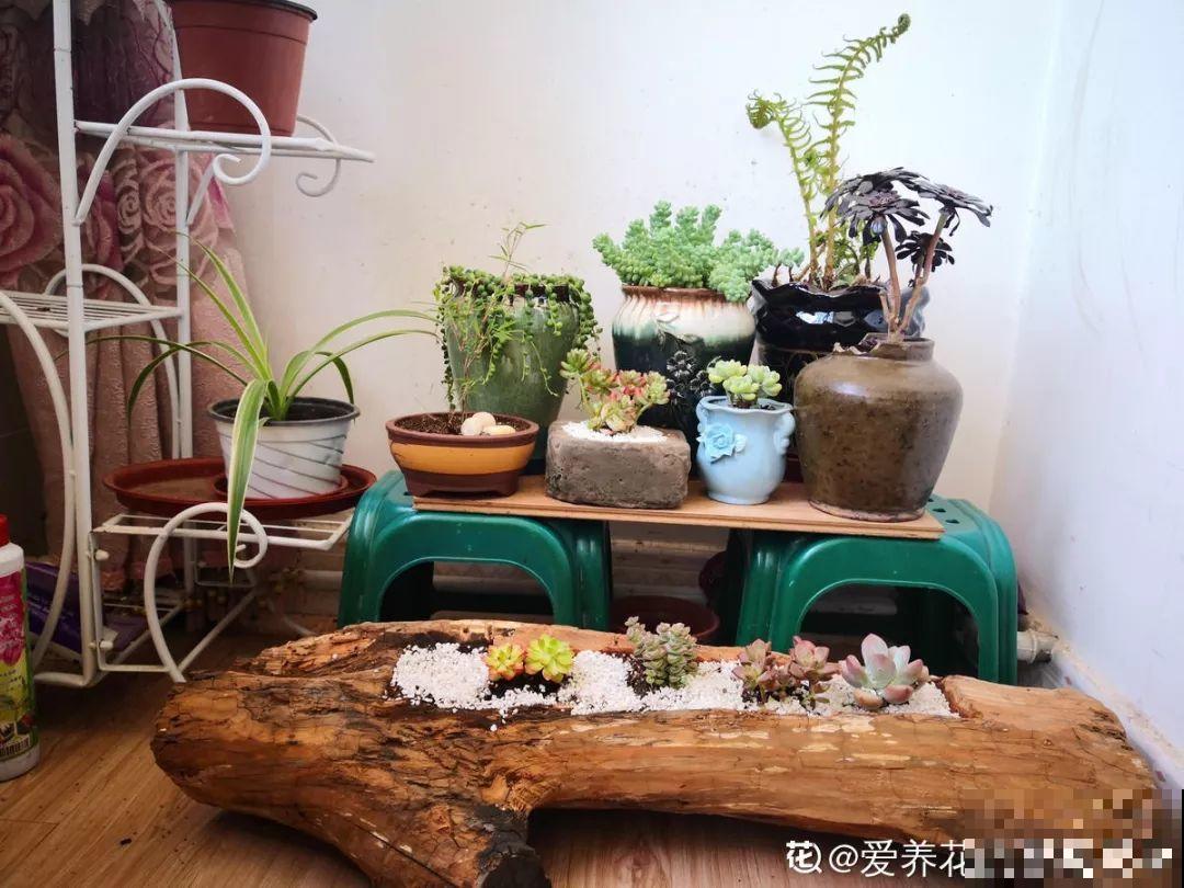 过年的酒瓶别扔，种上多肉美翻天，花盆都不用买了！