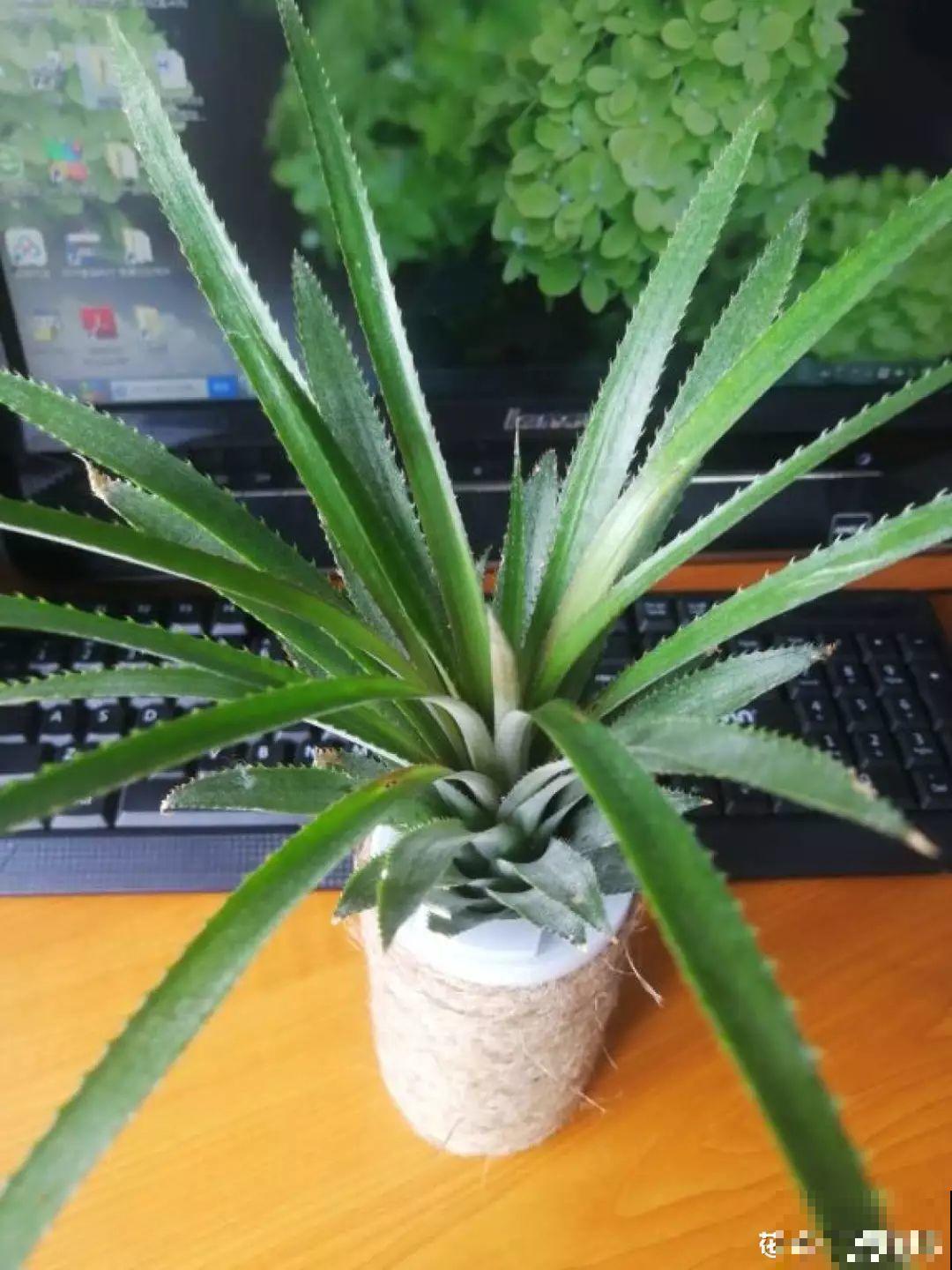 1杯水就能养活的花，干净卫生，家里养有气质！