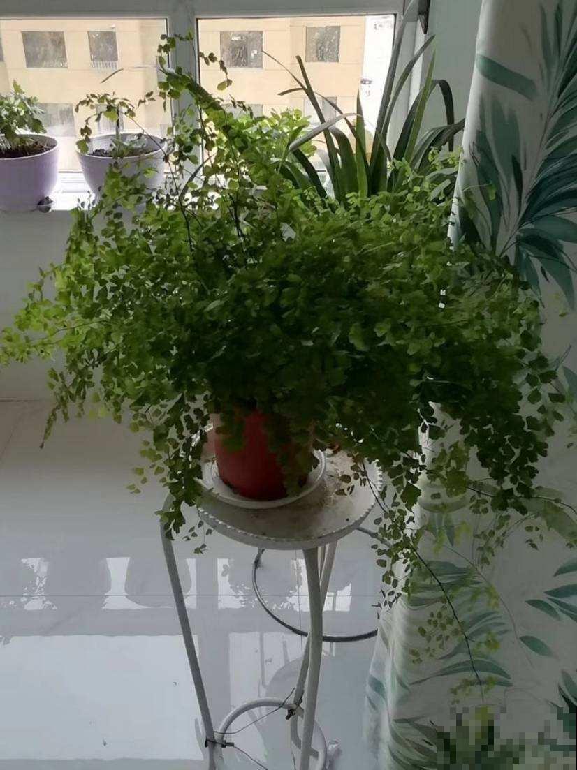 最适合养在卫生间的花，一盆就能净化空气，赶紧养起来啦