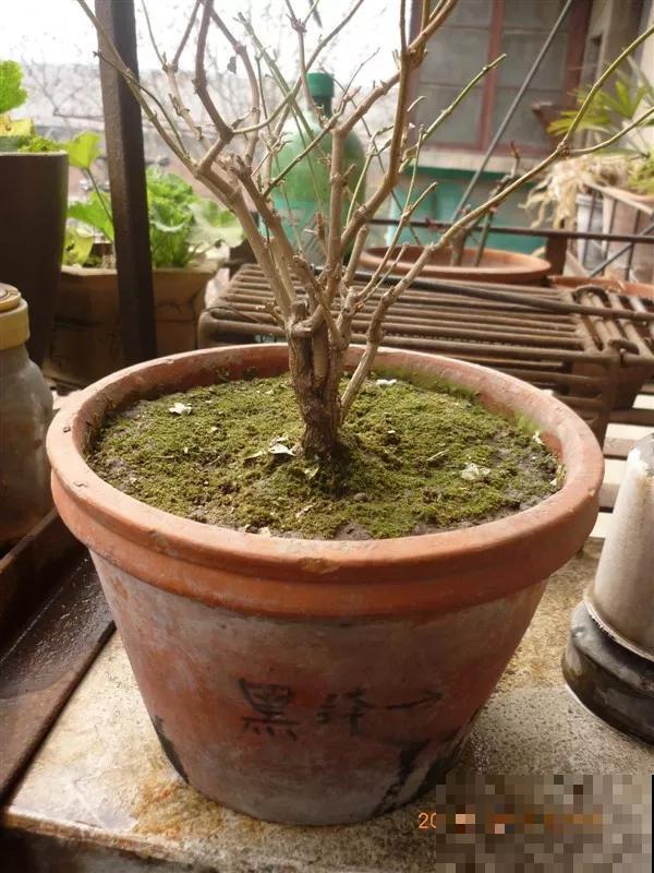 养花就得下狠手，剃光头、撸光叶，越剪越开花