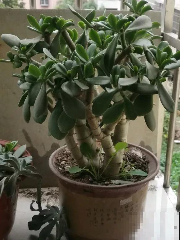 春天养花，别乱修剪，小心一年不开花