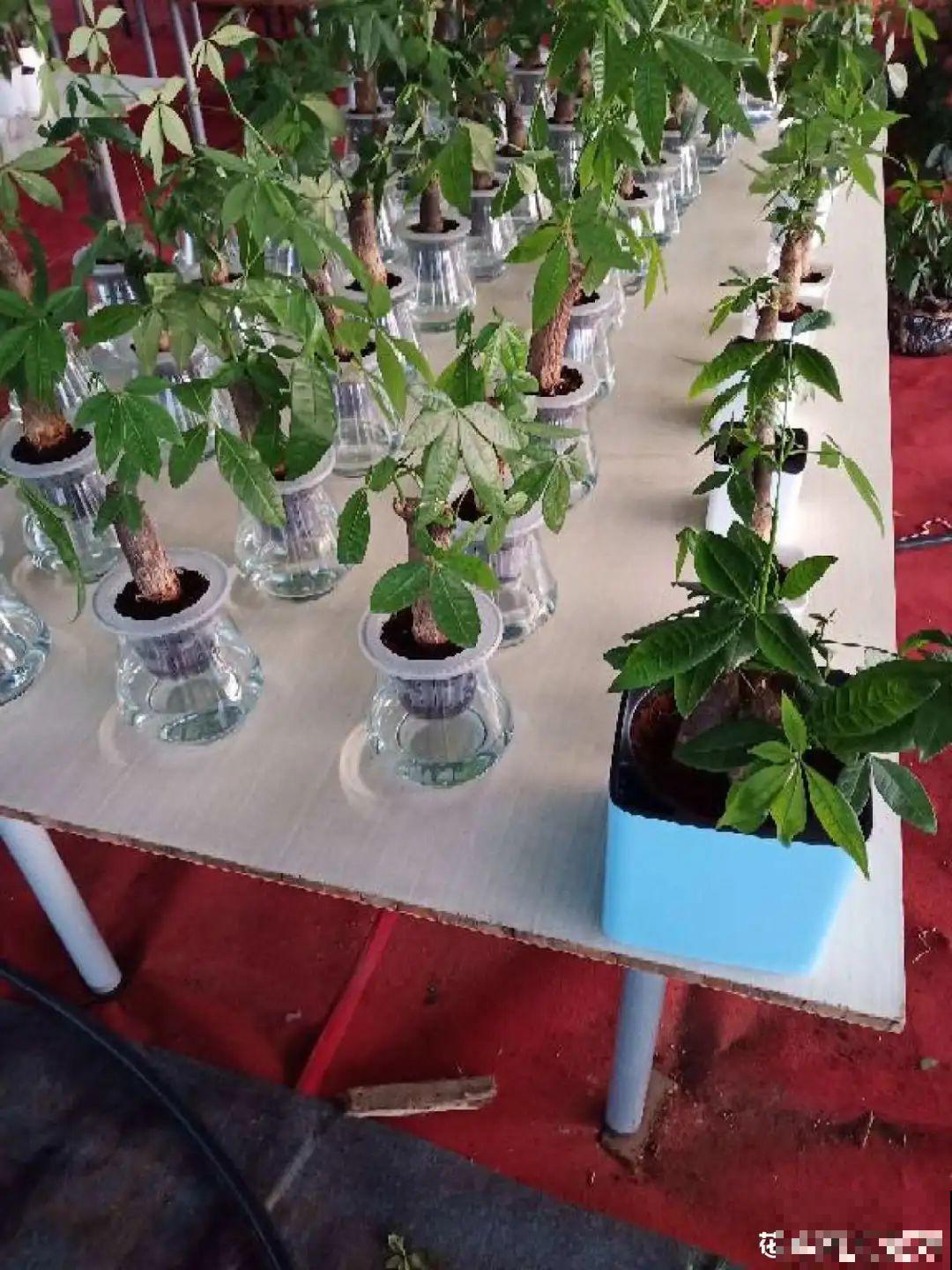 最难养的7种花，丢水里反而蹭蹭长，根系长满瓶！