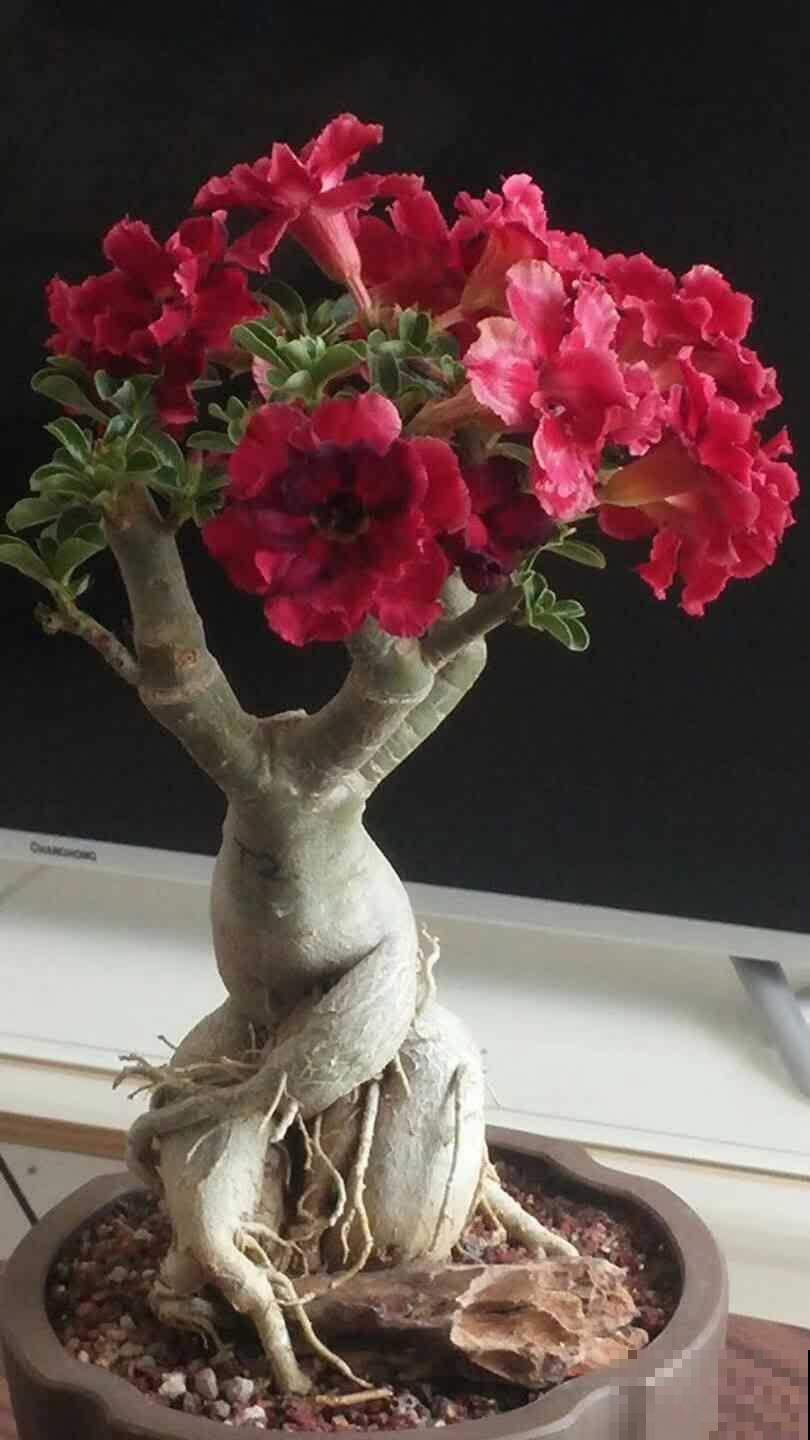 这花长了个大肚子，千万别多浇水，水一多准烂根