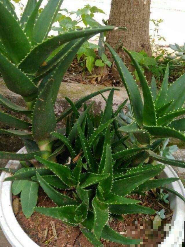 这花是天然的“空气净化器”，很多花友不知道，快看你家有没有