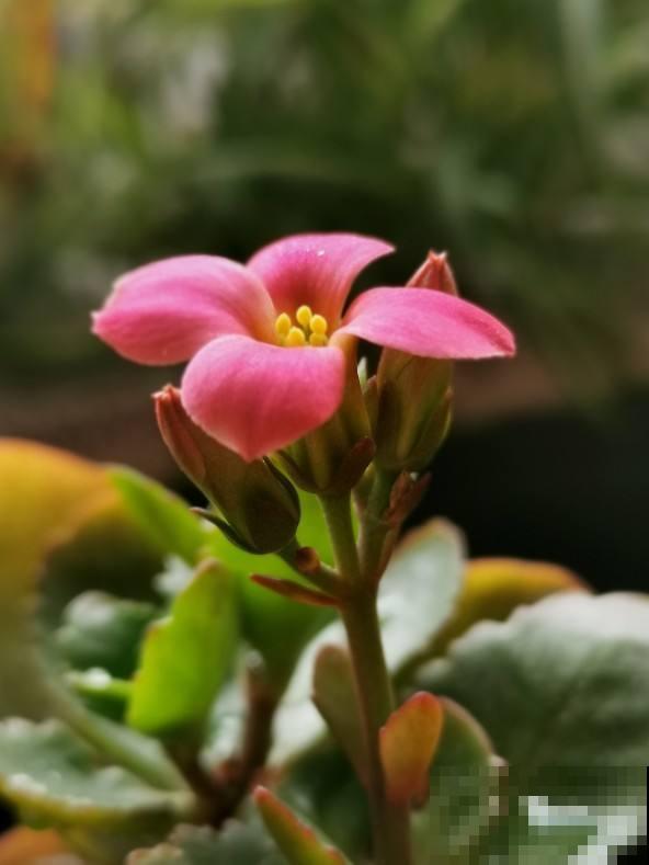 在家闷着，不如给花拍照，“5个”拍花小技巧，照片称霸朋友圈