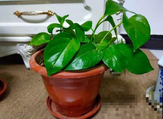 6种花最怕干燥，早春要多喷喷水，叶子水灵灵的最好看！