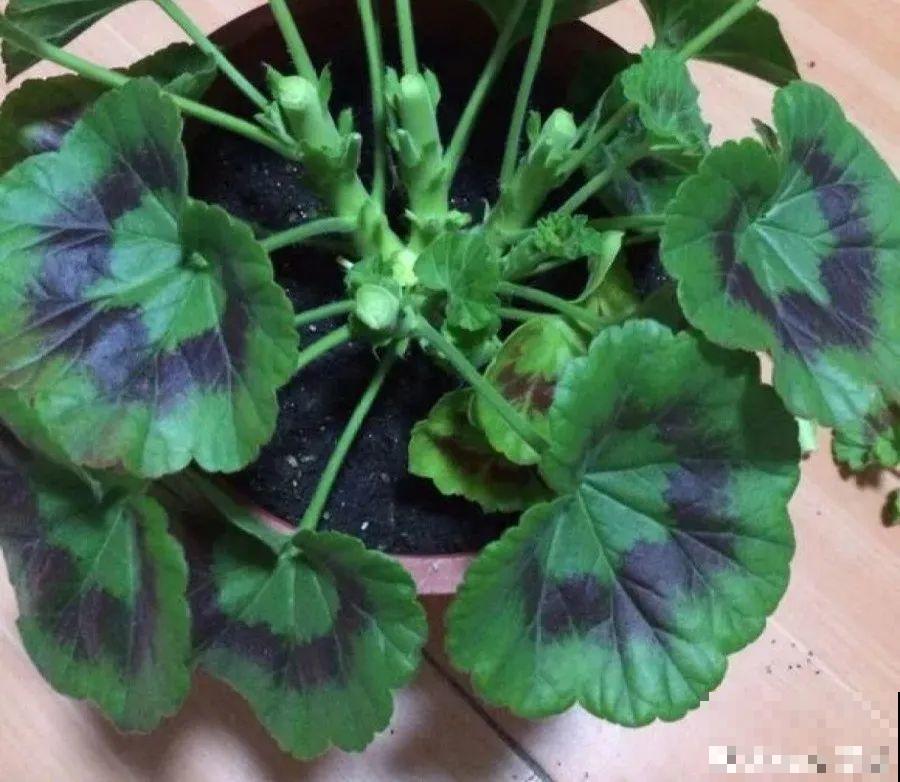 这7种花春天别乱剪，手太勤快了，反而春天不开花！