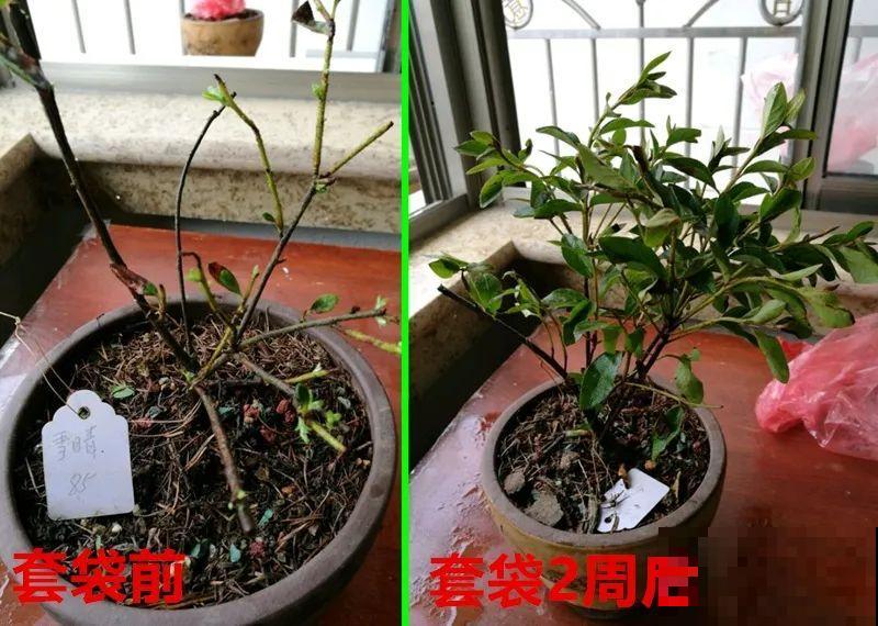 花养成光杆司令，别扔了、还有救，3天起死回生！
