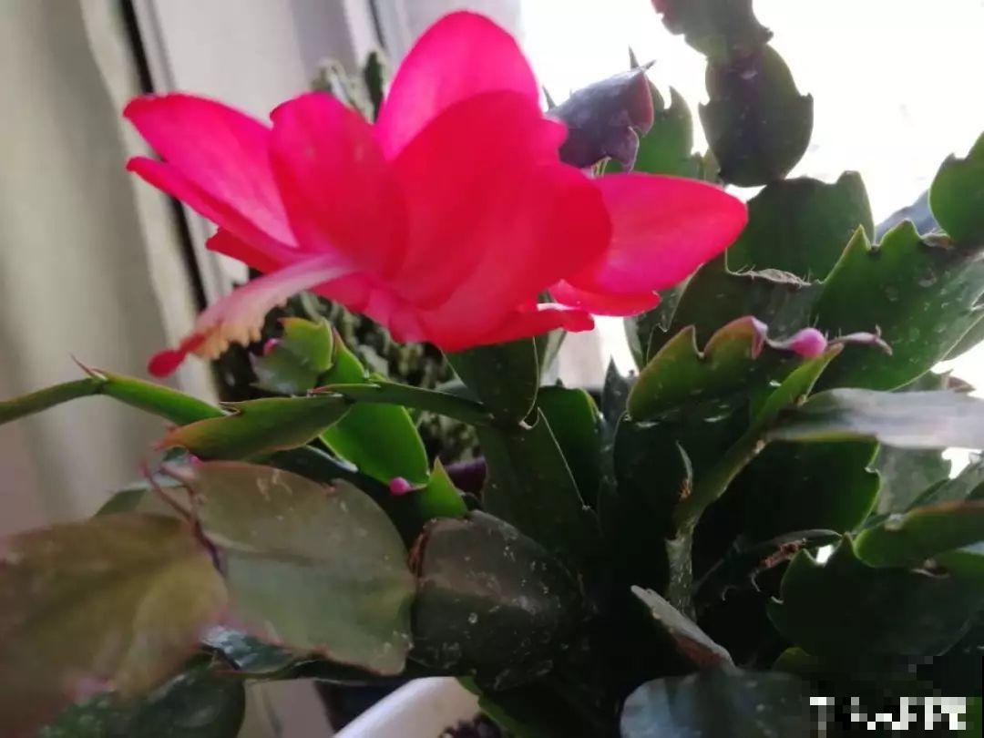 蟹爪兰光长叶子不见花？一掐一喷，半个月后就能开！