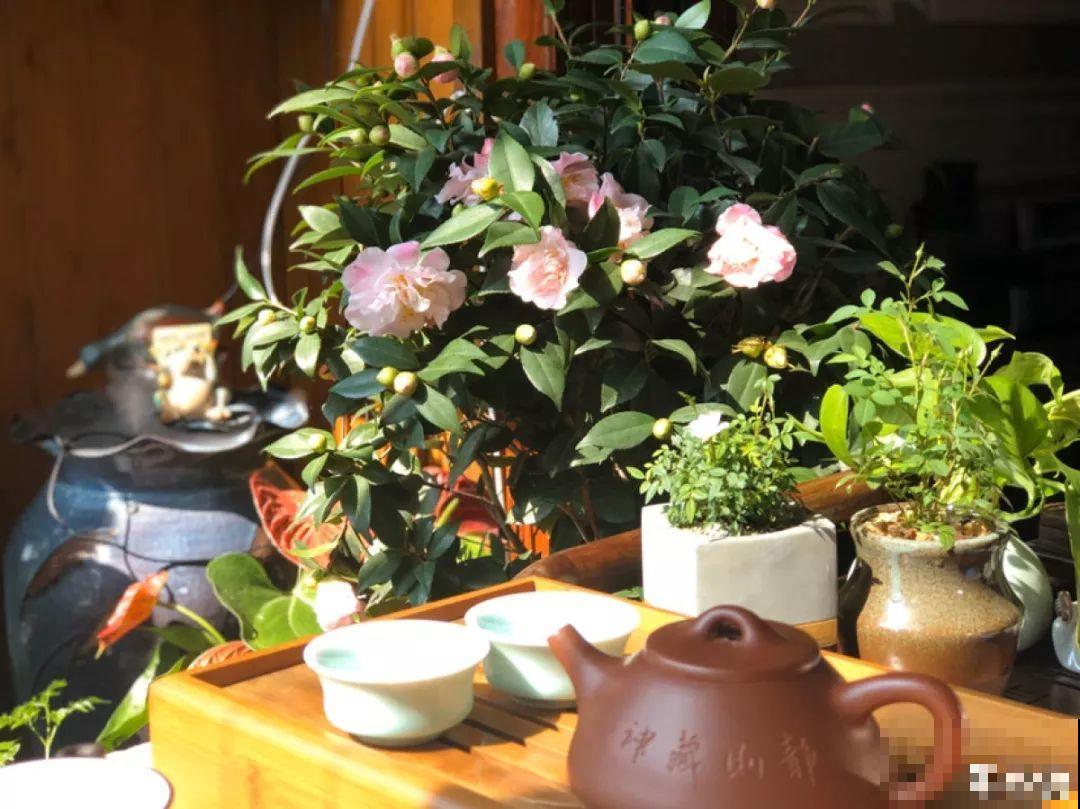 谁都别喊我，那里都不去，就在家养花！