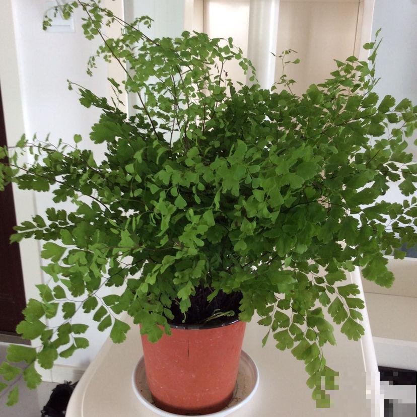 最适合养在卫生间的花，一盆就能净化空气，赶紧养起来啦