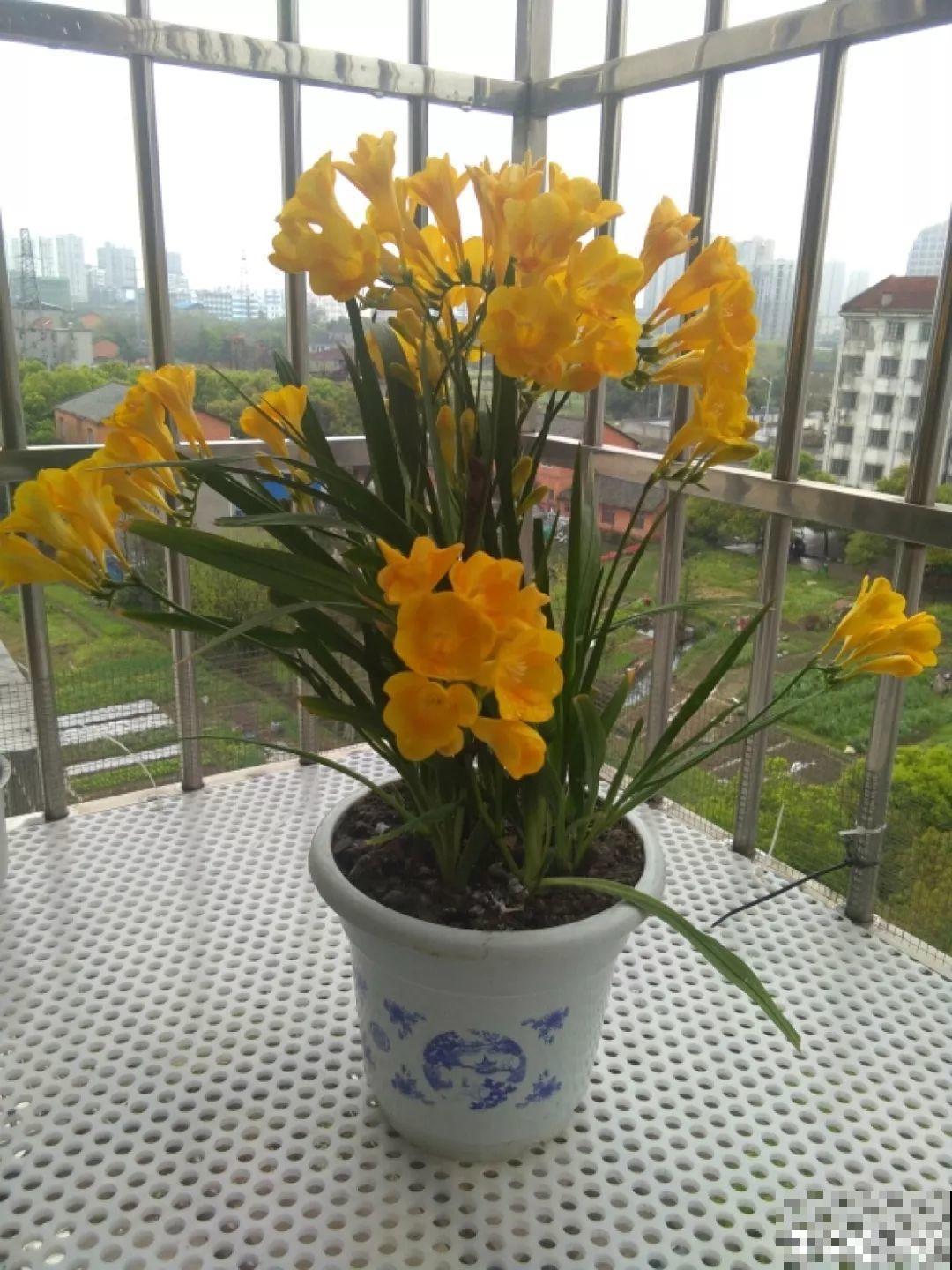 小窗台上养花，盆盆都开爆，比大院子还厉害！