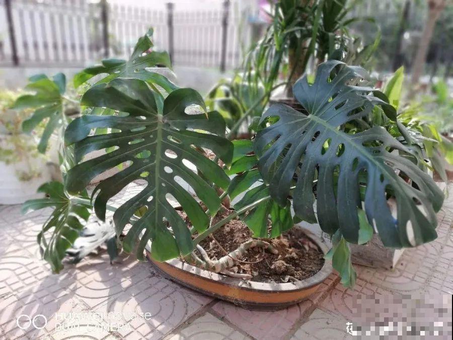 给这花换盆，土里扒出30个崽，根本不用扦插！