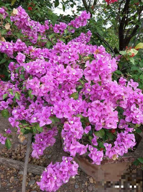 “三种花瀑布”，住楼房也能养，半年花朵开满墙