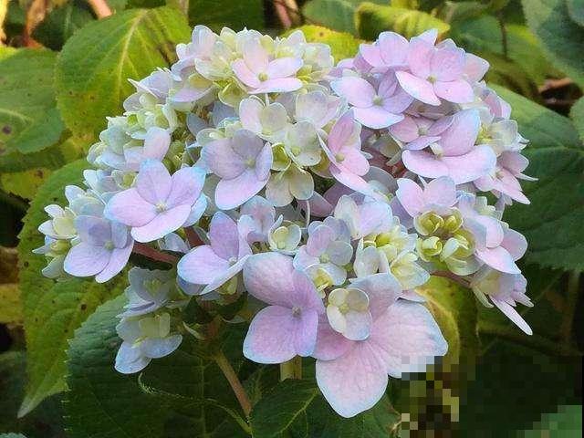 这花又叫“八仙花”，家里养一盆，富贵吉祥招好运