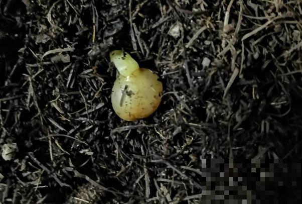 君子兰开完花，结出一串红果果，摘下来埋土里就发芽！