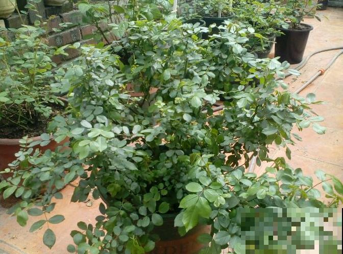 3月该给花施肥了，每月浇点这东西，开花真给力！
