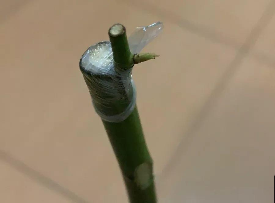 除了蟹爪兰，这花也能嫁接，开花的时候太美了！