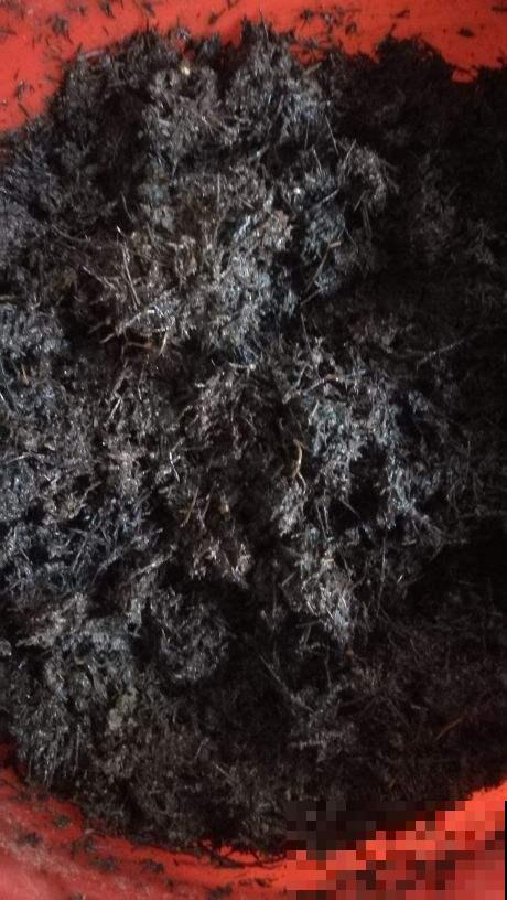 土里掺点它，俩月变成好花土，给花用连肥料都省了！