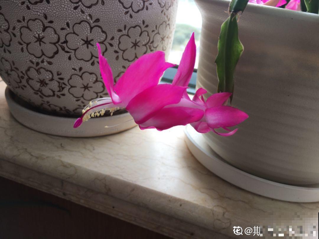 蟹爪兰光长叶子不见花？一掐一喷，半个月后就能开！
