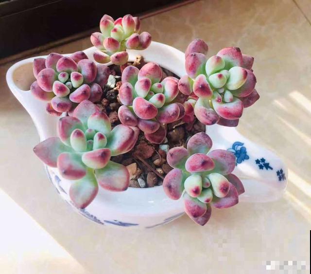 一次疫情，荒芜不了整个春天，阴霾会过去，鲜花也会盛开！