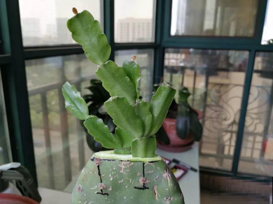 蟹爪兰插萝卜上，也能嫁接？这波操作还是头一回见！