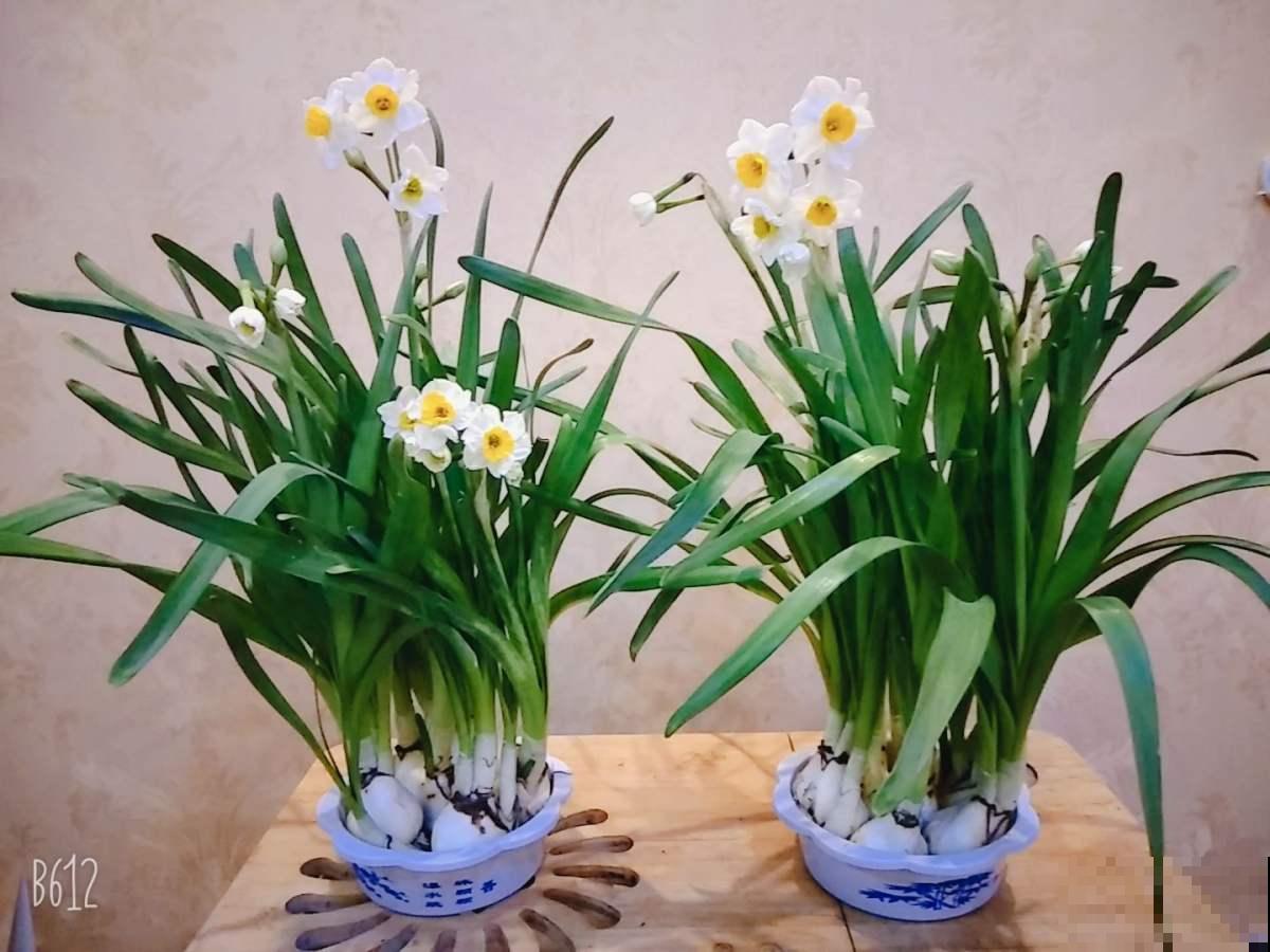家里该养什么花，去花市看看就知道，买这几种绝不后悔！