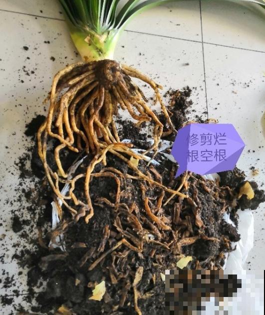 给花换盆的季节到啦，换完每月蹿一截，新叶子呼呼长！