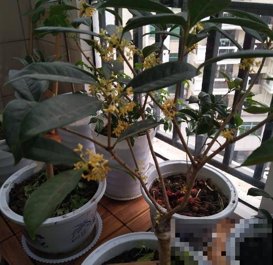室内最难养的花，南方满大街都是，一开花十里飘香！