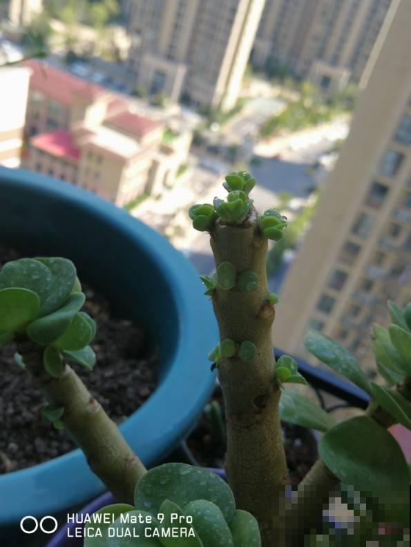 冬天给花“砍头”，注意这5点，半个月憋出满头新芽
