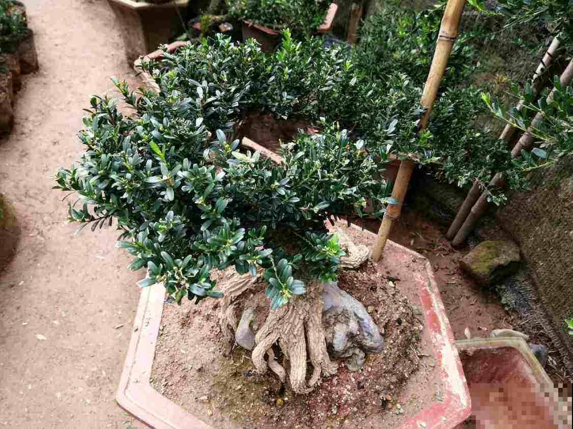 这5种花寓意极好，一个月不浇水，照样长得枝繁叶茂！