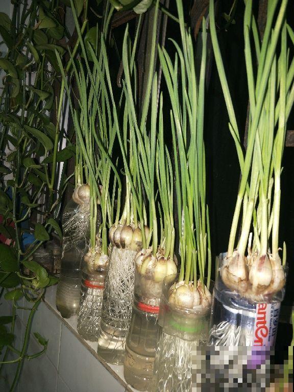 冬天懒得买菜，拎头大蒜扔水里，几天呼呼窜出好几斤蒜苗！
