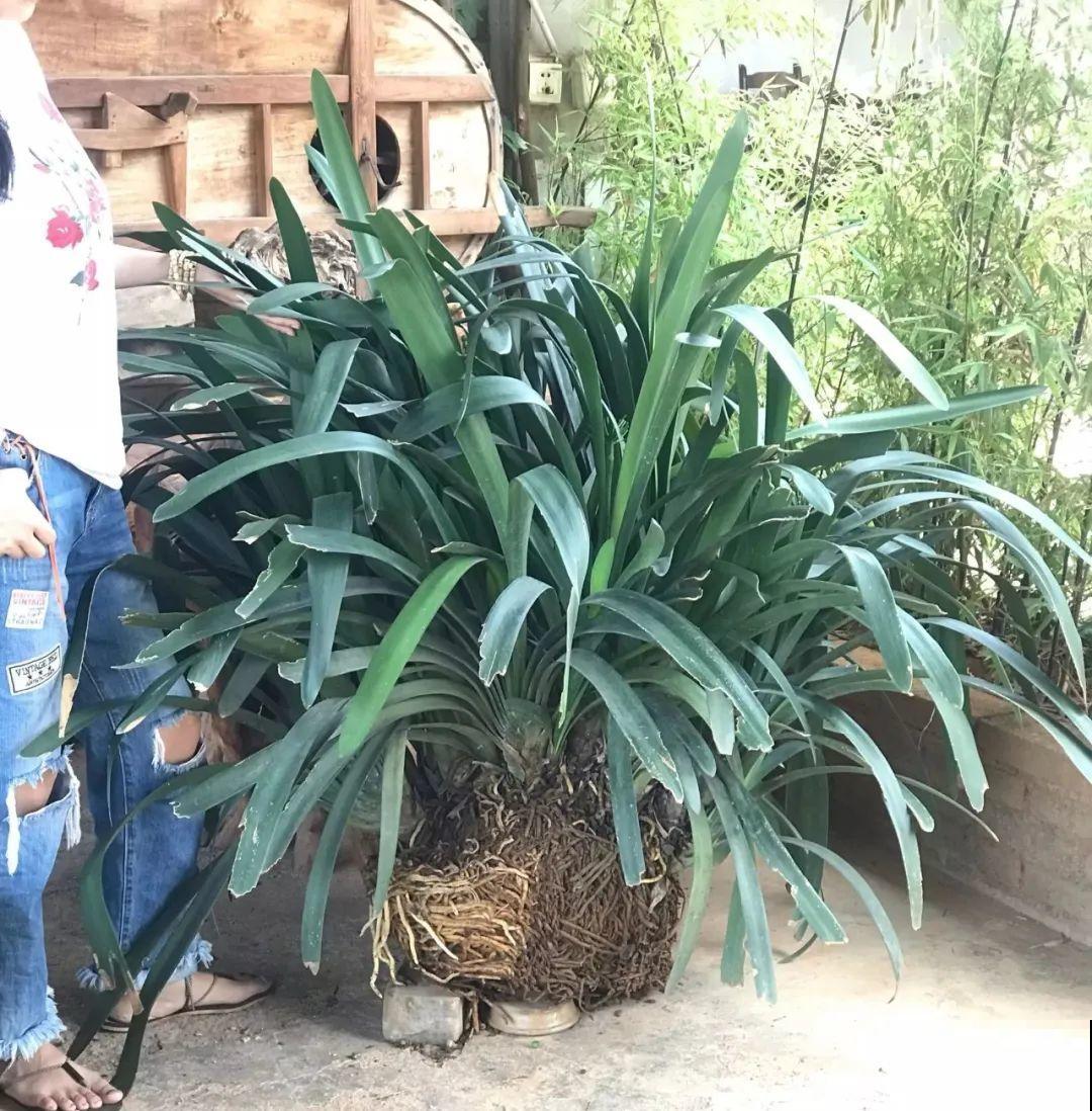 1棵长寿花，冒出124个花箭，开花开成大锅盖，咋养的？