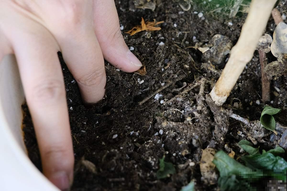 土里加两滴它，碱性变酸性，花儿都肥壮