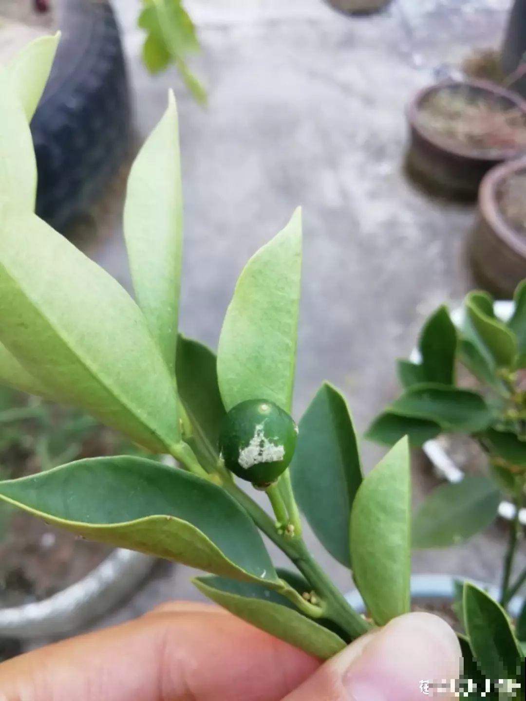 小心点，给花浇上84消毒液，直接活不过3天！