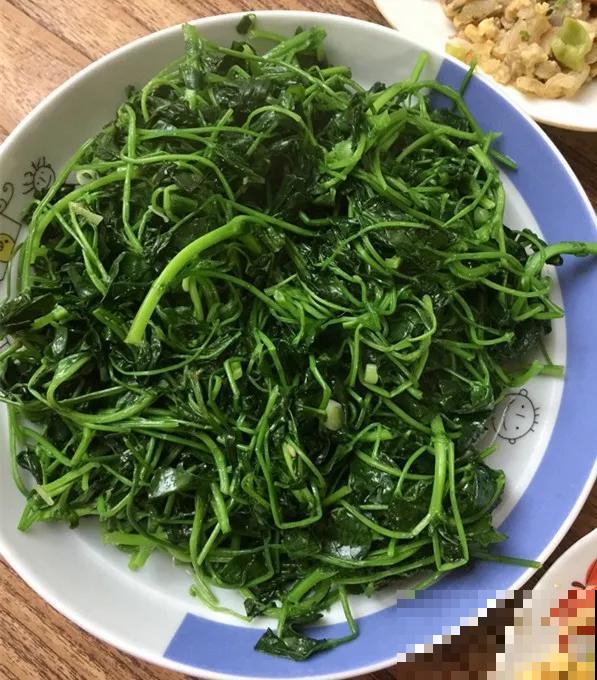 6种野菜最好吃，春天一定不能错过，炒鸡蛋包饺子真美！