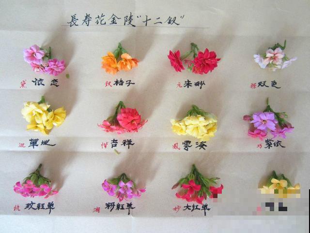 养了3年的长寿花，长成一棵大树，开花上百朵！