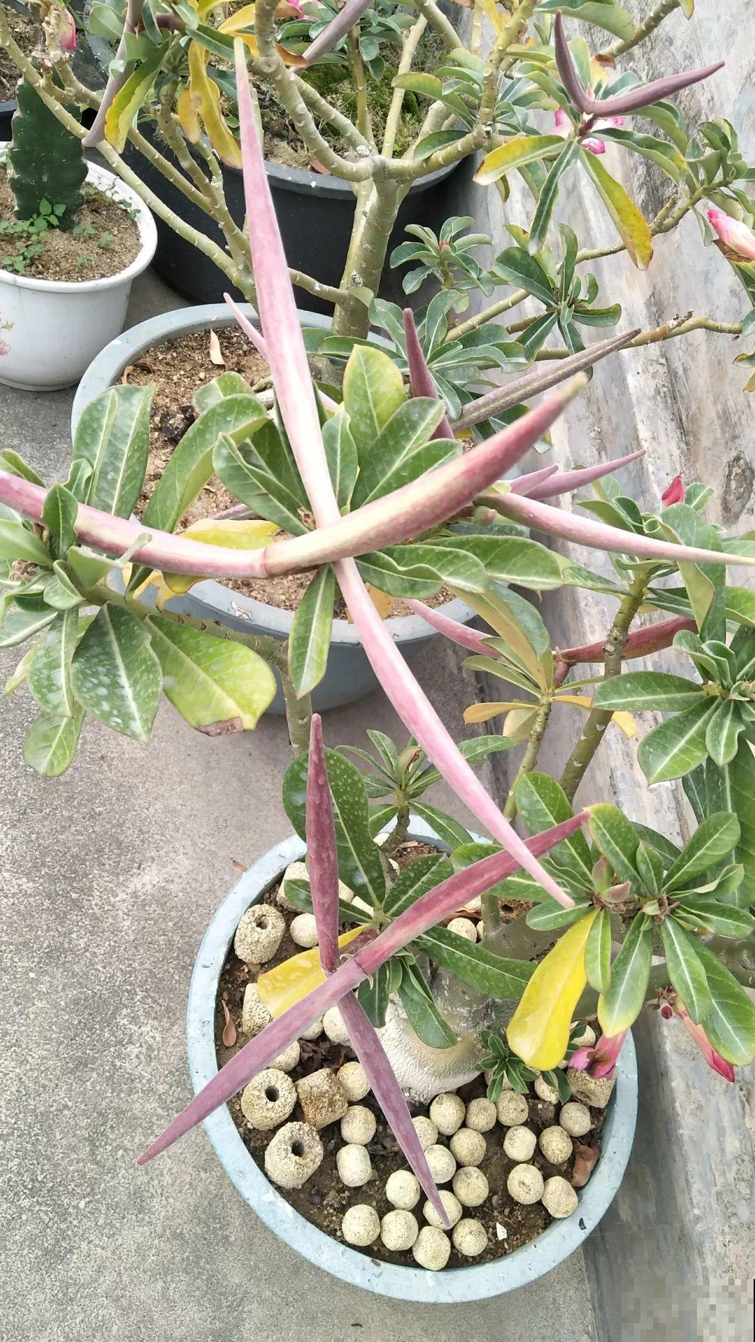 这花特好养，撒一把丢土里，冒出一堆新芽！