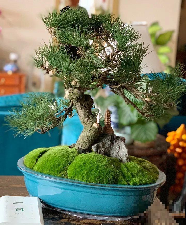 家里有这10种花，多修剪少浇水，能养成高价盆景！
