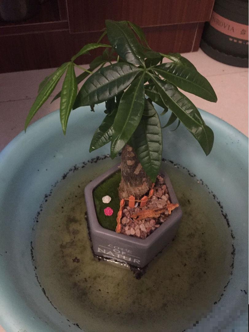 立春后给花浇水，不能忘了这“2步”，小心叶子哗哗掉！