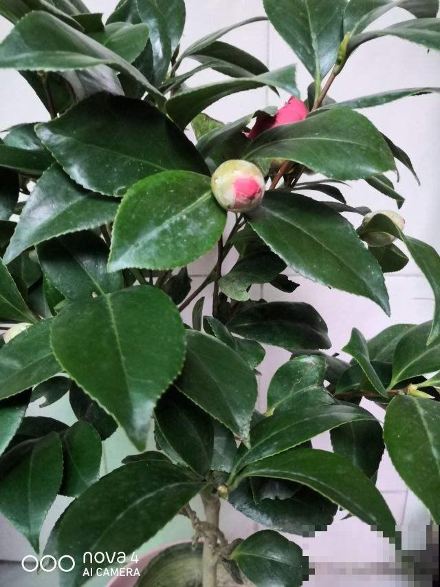 没想到这垃圾还能养花，捶碎了往花盆一撒，疏松透水根茎壮！