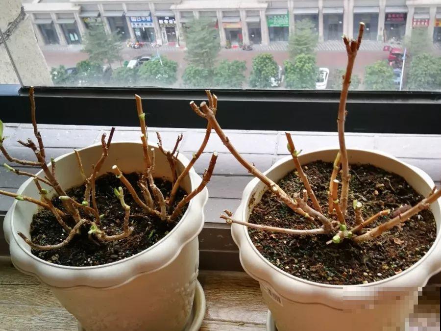 立春过后，这花快要苏醒了，准备好，剪完记得施肥！